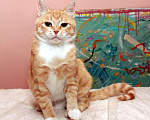Кошки в Калуге: Рыжая Алиса. Кошка мурлыка в добрые руки. Девочка, Бесплатно - фото 2