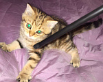 Кошки в Рязани: котенок шотландский Мальчик, 7 000 руб. - фото 4