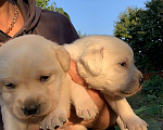 Собаки в Азове: Щенки Лабрадора, 25 000 руб. - фото 2