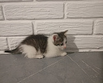 Кошки в Самаре: Котята в добрые руки Девочка, Бесплатно - фото 5