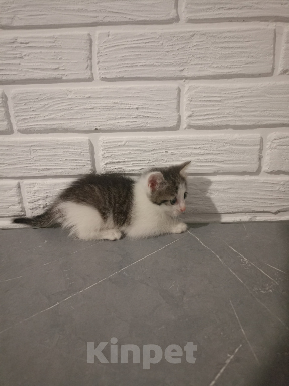 Кошки в Самаре: Котята в добрые руки Девочка, Бесплатно - фото 5