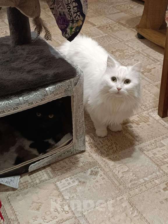 Кошки в Омске: Помогите найти Девочка, 3 000 руб. - фото 2