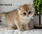 Кошки в Ковровом: Британские золотые шиншиллы с документами  Девочка, 50 000 руб. - фото 5