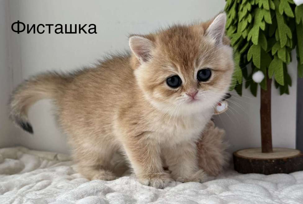 Кошки в Ковровом: Британские золотые шиншиллы с документами  Девочка, 50 000 руб. - фото 5