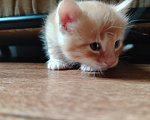 Кошки в Калининграде: Котята Разнополые, Бесплатно - фото 4