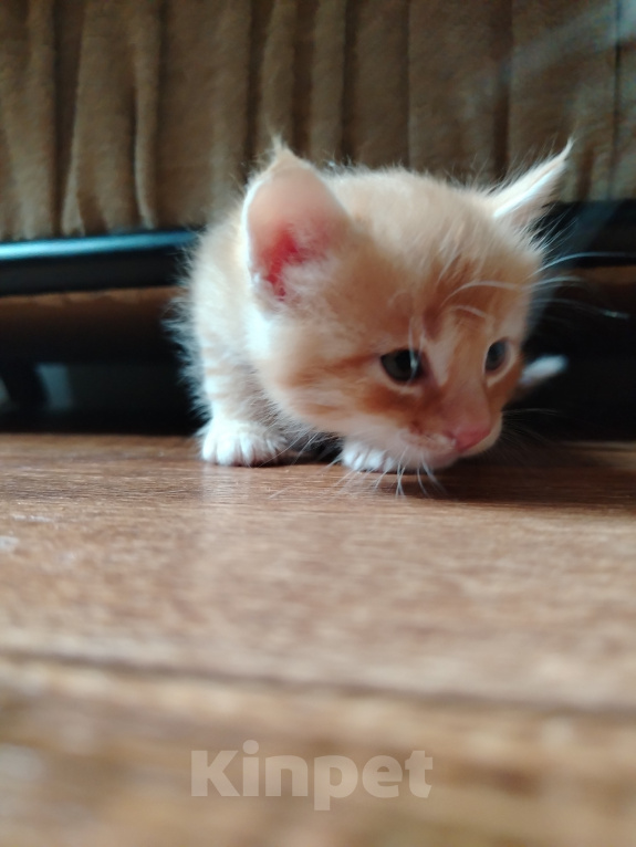 Кошки в Калининграде: Котята Разнополые, Бесплатно - фото 4