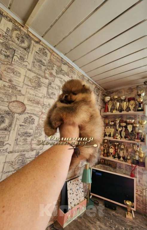 Собаки в Москве: Шпиц померанский в медвежьем типе мальчик из племенного питомника Мальчик, Бесплатно - фото 2