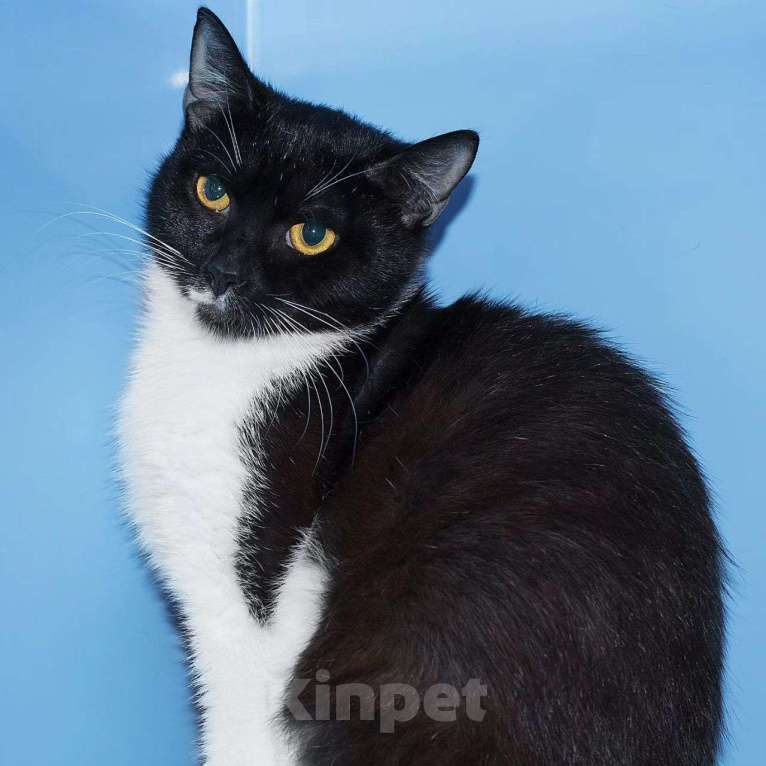 Кошки в Москве: Никто не заберет Николь Девочка, Бесплатно - фото 3