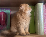 Кошки в Москве: Мальчик Scottish highland fold Мальчик, 18 000 руб. - фото 3