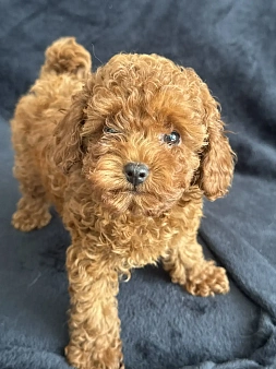 Той -пудель мальчики , девочки