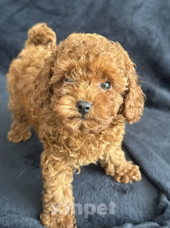 Собаки в Москве: Той -пудель мальчики , девочки Мальчик, Бесплатно - фото 1