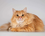 Кошки в Москве: Очаровательный рыжий котик Лютик ищет дом Мальчик, Бесплатно - фото 2