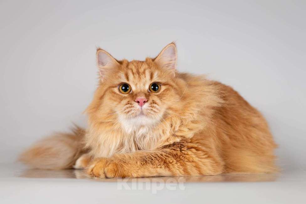 Кошки в Москве: Очаровательный рыжий котик Лютик ищет дом Мальчик, Бесплатно - фото 2