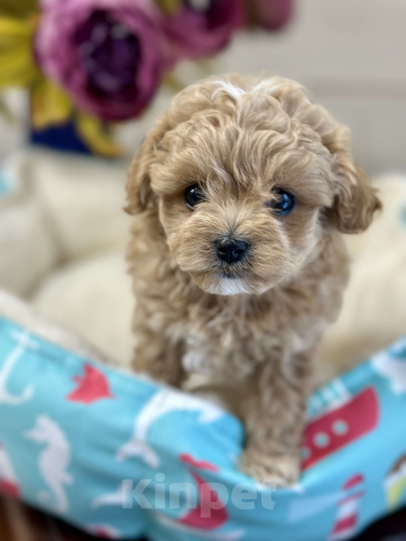 Собаки в других городах Ленинградской области: Красивый малыш Мальчик, 200 000 руб. - фото 1