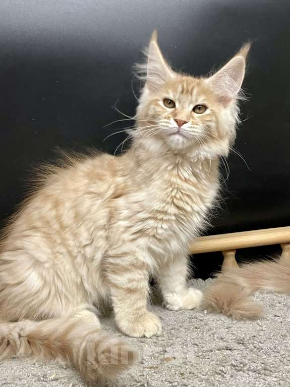 Кошки в Санкт-Петербурге: Очаровательная кошечка Мейн Кун Девочка, 50 000 руб. - фото 2