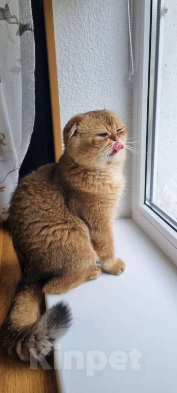 Кошки в Туапсе: Шотландский вислоухий котик ищет семью Мальчик, 55 000 руб. - фото 3