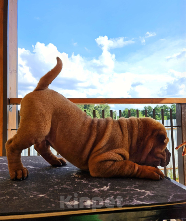 Собаки в других городах Московской области: Шарпей, щенок шарпея Мальчик, 60 000 руб. - фото 2