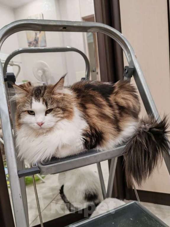 Кошки в Москве: Марта - роскошная кошка с рысьими кисточками Девочка, Бесплатно - фото 3