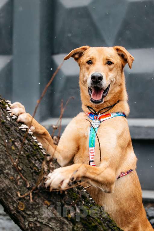 Собаки в Москве: Очень умный мальчик ищет семью. Банни из приюта в добрые руки Мальчик, Бесплатно - фото 7