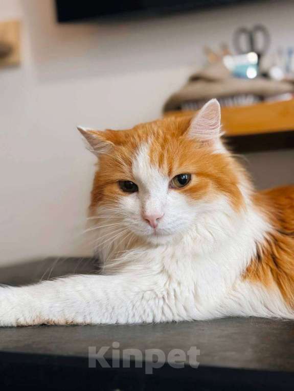 Кошки в Балашихе: Чипс Мальчик, Бесплатно - фото 2