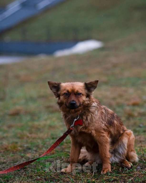 Собаки в Санкт-Петербурге: Маленькая рыжая собачка 8 кг ищет дом Девочка, Бесплатно - фото 3