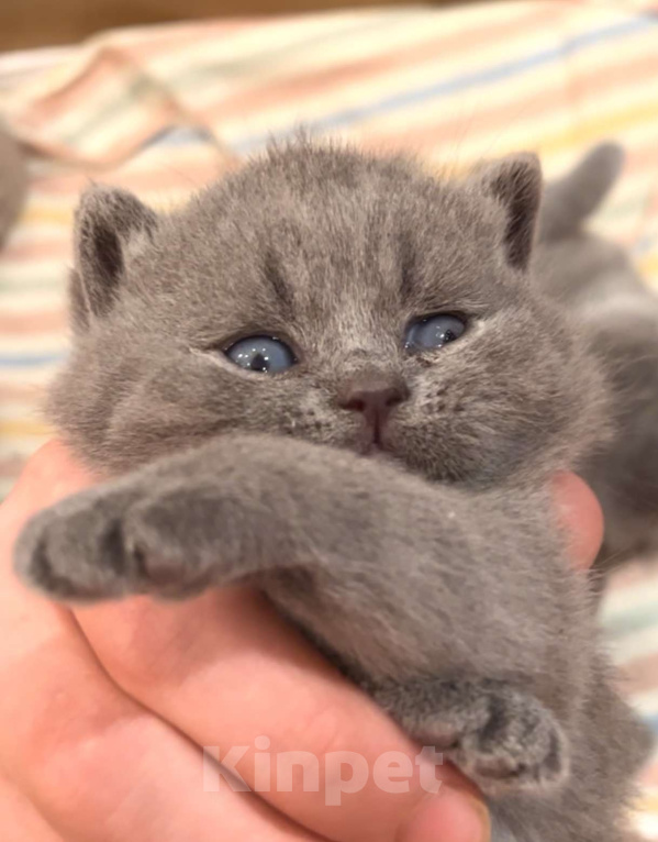 Кошки в Москве: Британский котенок  Мальчик, Бесплатно - фото 1