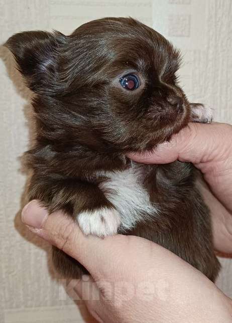 Собаки в Санкт-Петербурге: Шоколадный мальчик  Мальчик, 70 000 руб. - фото 2