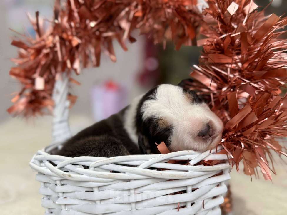 Собаки в других городах Московской области: Брауни Девочка, 80 000 руб. - фото 1
