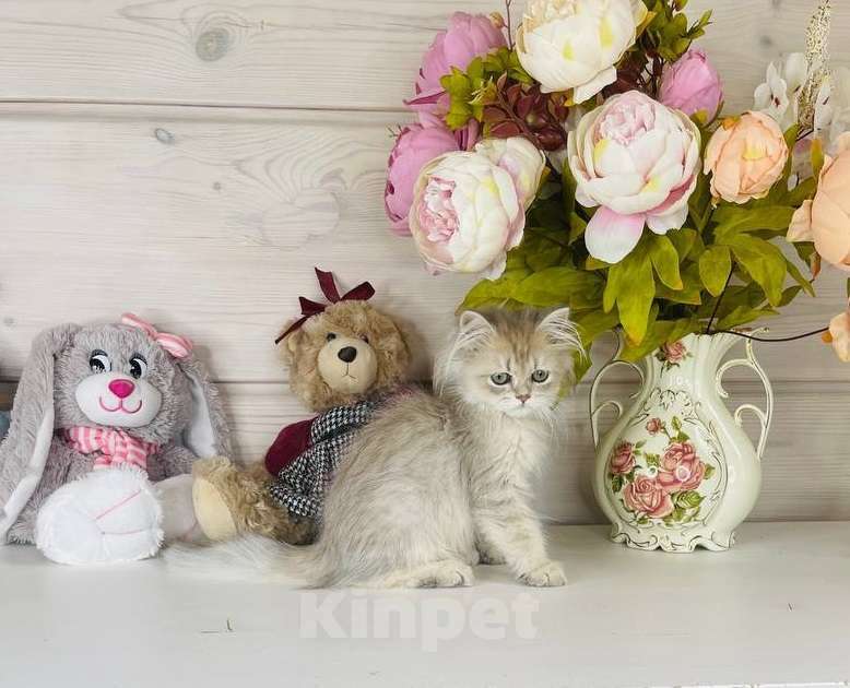 Кошки в других городах Ленинградской области: Британский котик Мальчик, 40 000 руб. - фото 1
