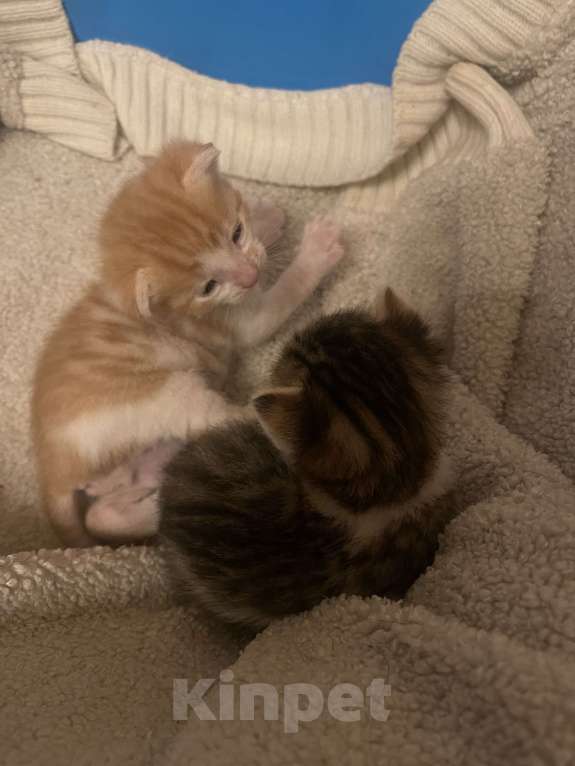 Кошки в Голицыно: Бело-рыжий мальчик Мальчик, Бесплатно - фото 5