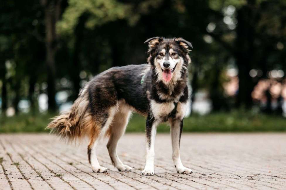 Собаки в Москве: Крутой пес ищет семью Мальчик, Бесплатно - фото 5
