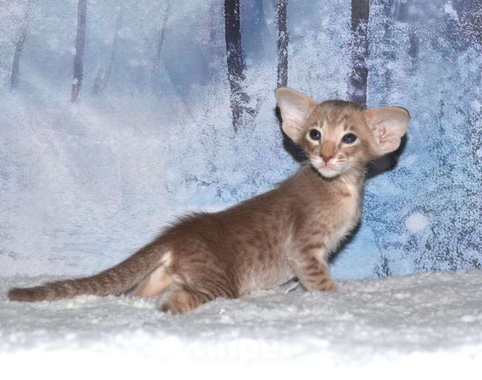 Кошки в Глазове: кот Компот Мальчик, 50 000 руб. - фото 1