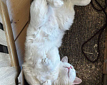 Кошки в Москве: Котегок Снежок ищет дом Мальчик, Бесплатно - фото 5