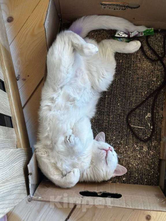 Кошки в Москве: Котегок Снежок ищет дом Мальчик, Бесплатно - фото 5