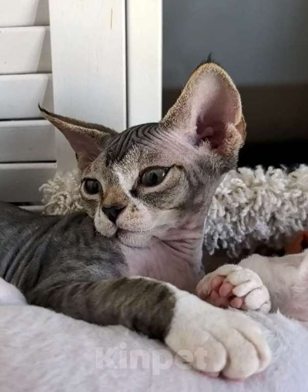 Кошки в Москве: Красавчик мурчалкин умнейший мальчик Мальчик, 50 000 руб. - фото 7