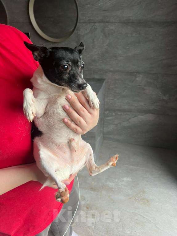 Собаки в Москве: Американский той-фокстерьер мальчик в дар Мальчик, 1 руб. - фото 2