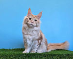 Кошки в Курчатове: Котенок мейн-кун мальчик Мальчик, 40 000 руб. - фото 3