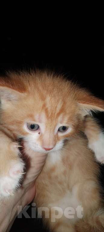 Кошки в Нижнем Новгороде: Отдам котят в добрые руки, два мальчика и одна девочка, возраст 1,5 месяца к лотку приучены. Мальчик, Бесплатно - фото 7