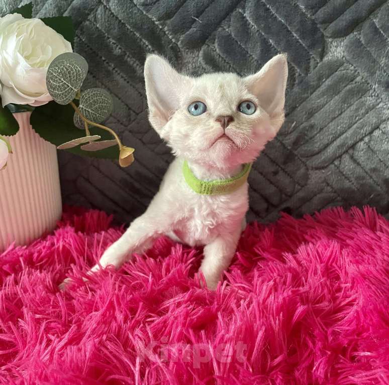 Кошки в Москве: Котенок Девон рекс мальчик с голубыми глазами Мальчик, 60 000 руб. - фото 7