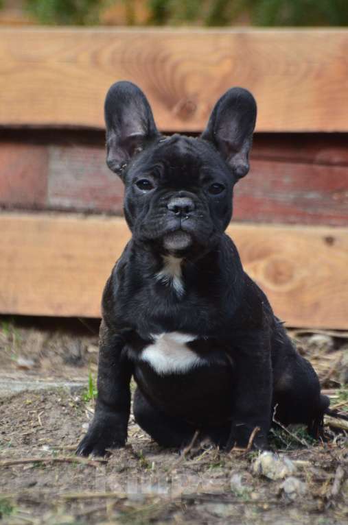 Собаки в Старом Купавне: Французская леди Девочка, 40 000 руб. - фото 1