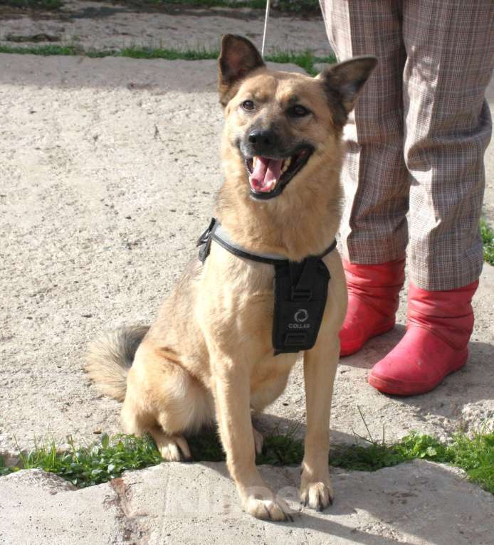 Собаки в Москве: ШАНС на дом и семью для ласкуши Ладушки Девочка, Бесплатно - фото 10