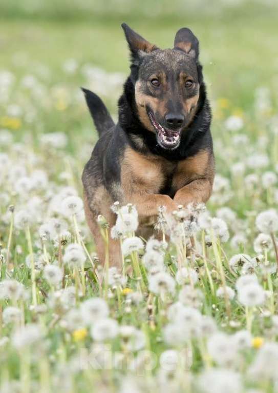 Собаки в Москве: Лютта. Ее бросили на цепи Девочка, 1 руб. - фото 3