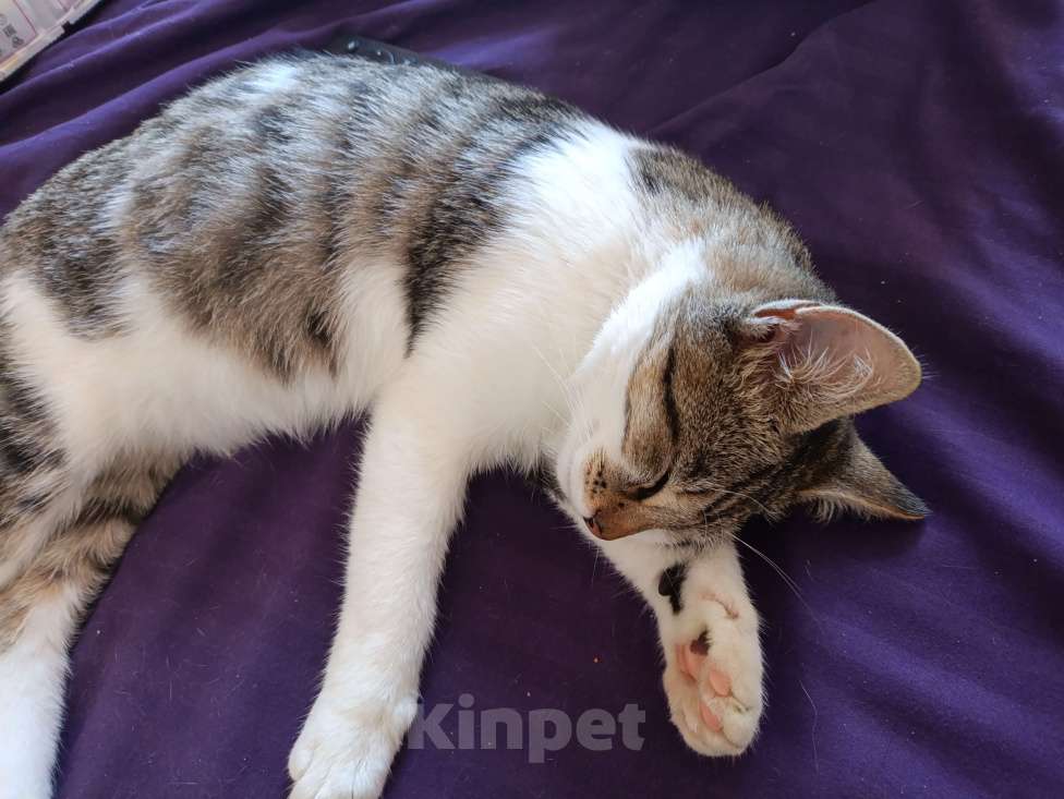 Кошки в Севастополе: Котёнка в добрые руки  Мальчик, Бесплатно - фото 3