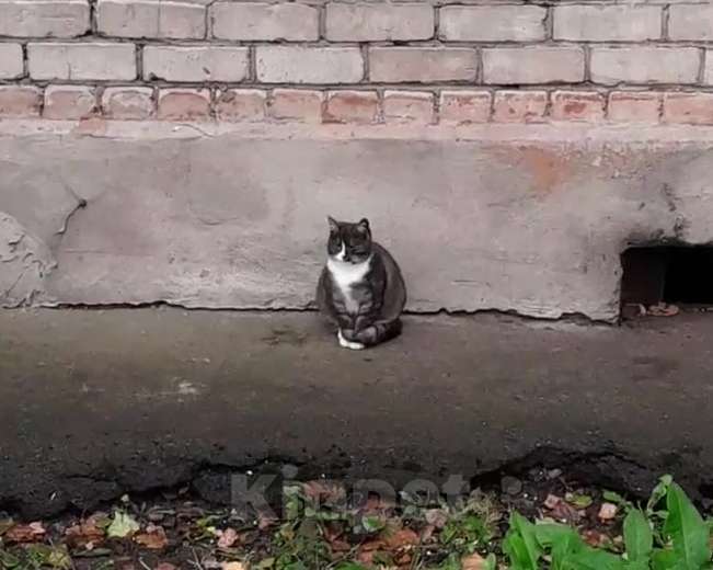 Кошки в Санкт-Петербурге: срочно нужен дом Девочка, Бесплатно - фото 2