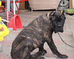 Собаки в Армавире:   мальчик кане корсо Мальчик, 40 000 руб. - фото 3