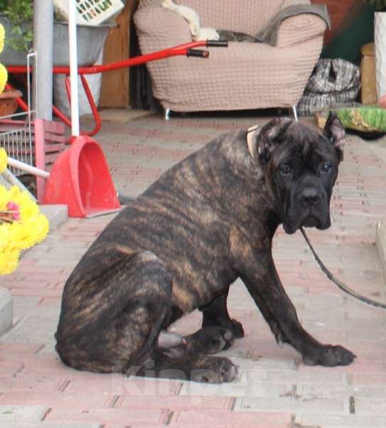 Собаки в Армавире:   мальчик кане корсо Мальчик, 40 000 руб. - фото 3