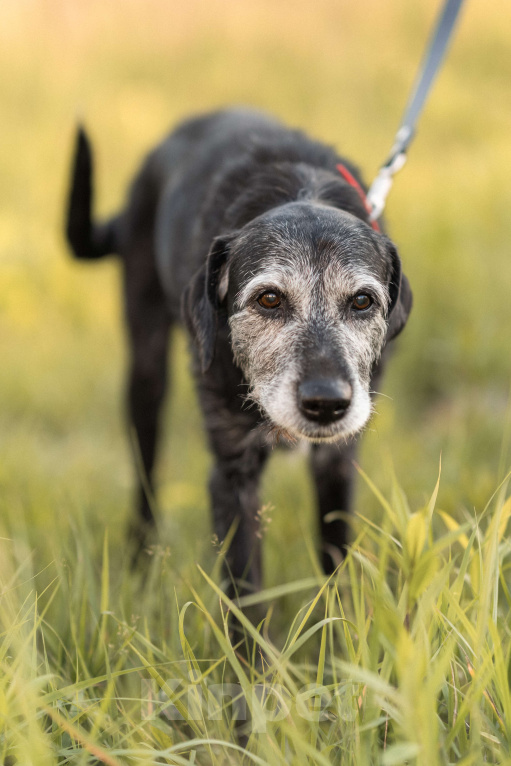 Собаки в Балашихе: Мудрая Джулия ищет дом  Девочка, Бесплатно - фото 3