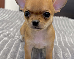 Собаки в Москве: Щенки чихуахуа Мальчик, 40 000 руб. - фото 1