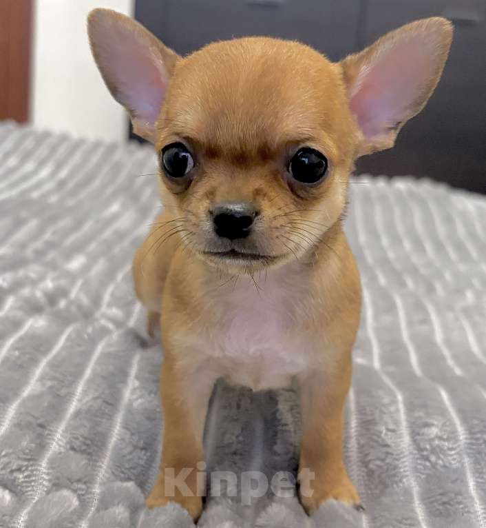 Собаки в Москве: Щенки чихуахуа Мальчик, 40 000 руб. - фото 1