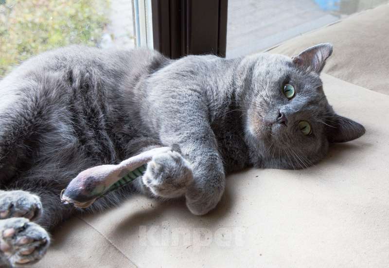 Кошки в Москве: Ласковый красавец голубого окраса Серый ищет дом Мальчик, 1 руб. - фото 4